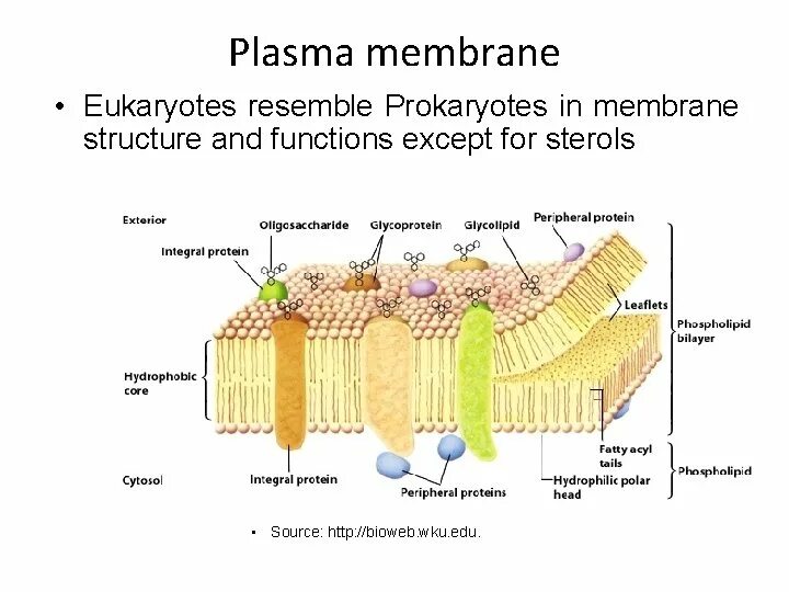 Membrane перевод. Cell membrane protein function. membrane protein (m). membrane lipids. diagram carbohydrates protein lipids.