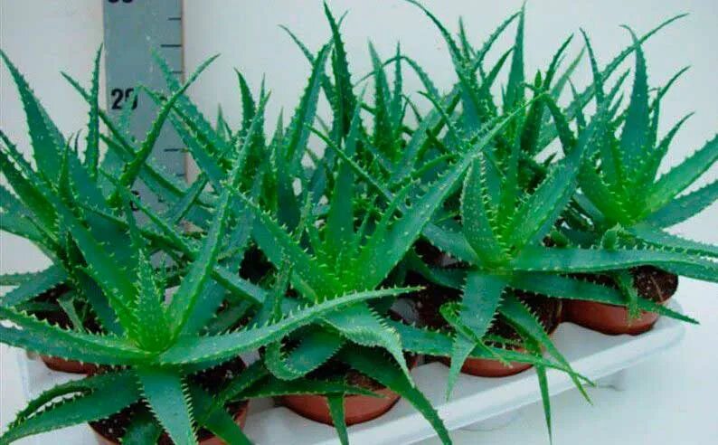 Живой алоэ. Алоэ древовидное столетник. Алоэ древовидное (Aloe arborescens). Алоэ древовидное столетник в горшке.