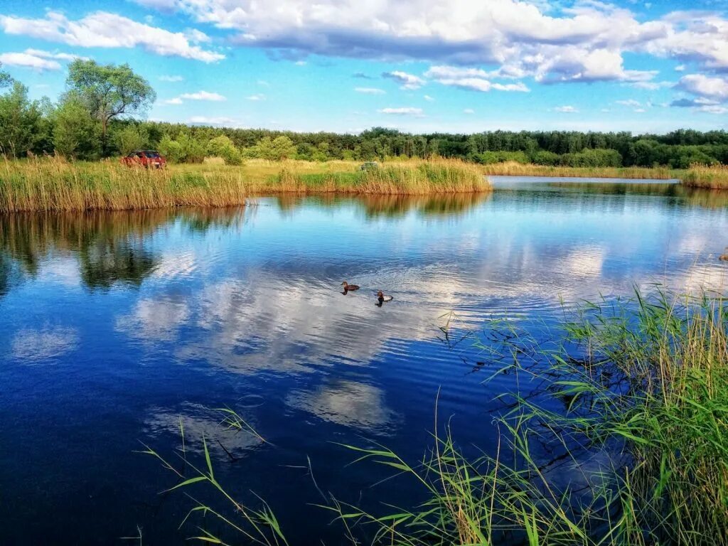 птичья гавань омск. природный парк птичья гавань. омский заповедник. птичья гавань омск озеро. заказники омской области заповедники птичья г.