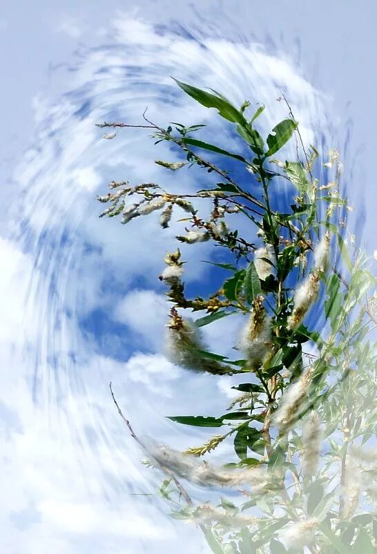 Февраль метель. Вьюга весной. Весенняя метель. Вьюга весной. Снег метель.