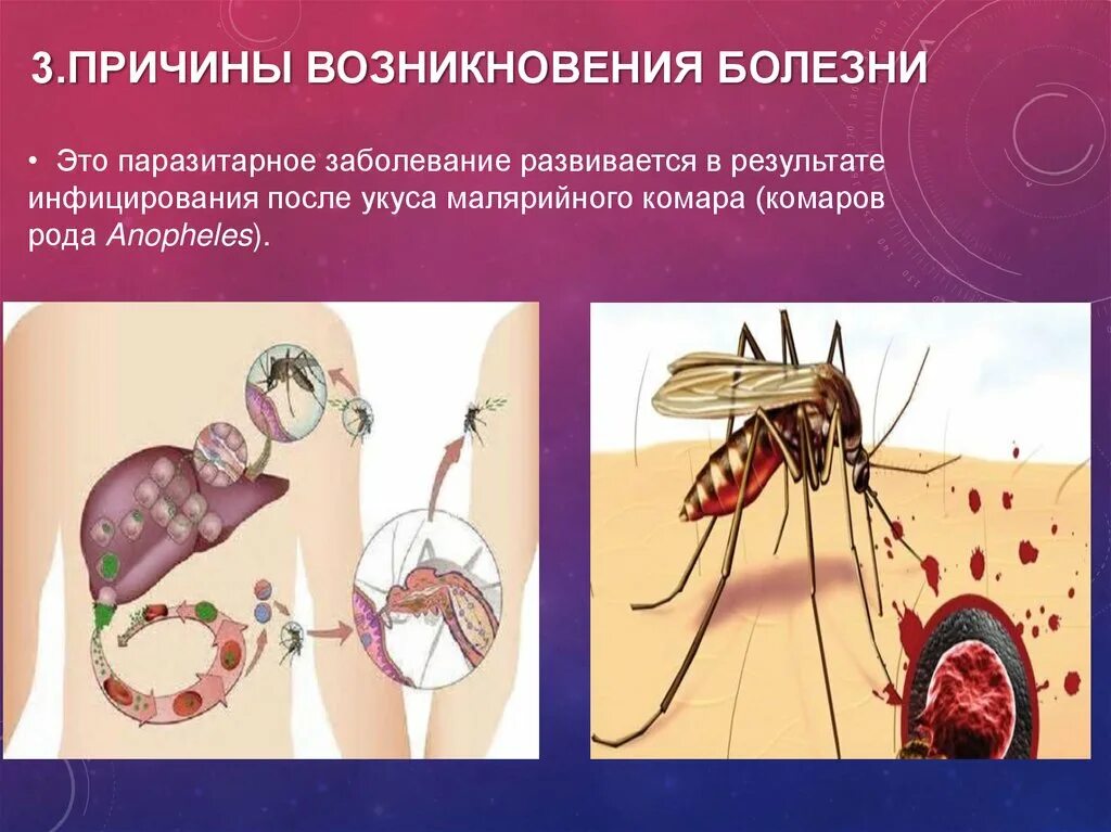 Малярийный плазмодий болезнь. Малярийный плазмодий осложнения. Малярийный плазмодий профилактика заболевания. Малярийный комар паразитология. Заражение человека малярией происходит