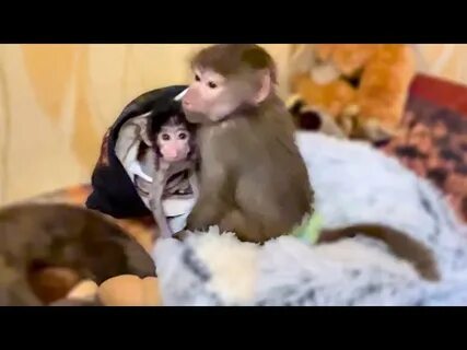 Тайган люська и степка сегодня