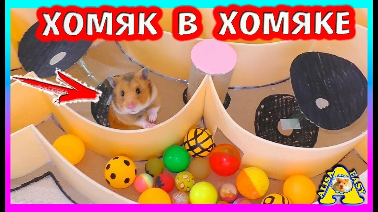 Easy pets. Алиса ИЗИ петс хомяки. Хомяк в колесе. Контейнер с хомяком Алиса ищи Петц. Кормушка для хомяка от Алисы ИЗИ петс.