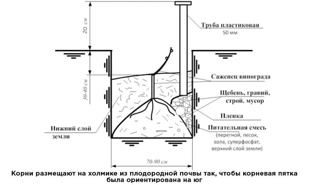 Сажаем виноград весной саженцами в открытый. Как садить виноград саженцами весной. Посадка винограда весной саженцами в открытый грунт. Посадка винограда весной саженцами для начинающих. Как правильно сажать виноград саженцами весной.