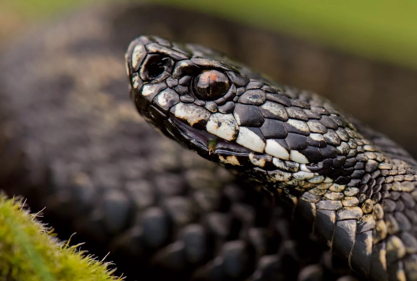 Змея гадюка ядовитая. Африканская змея черная мамба. Индийская бородавчатая змея. Уж сибирский. Змеи обитают.