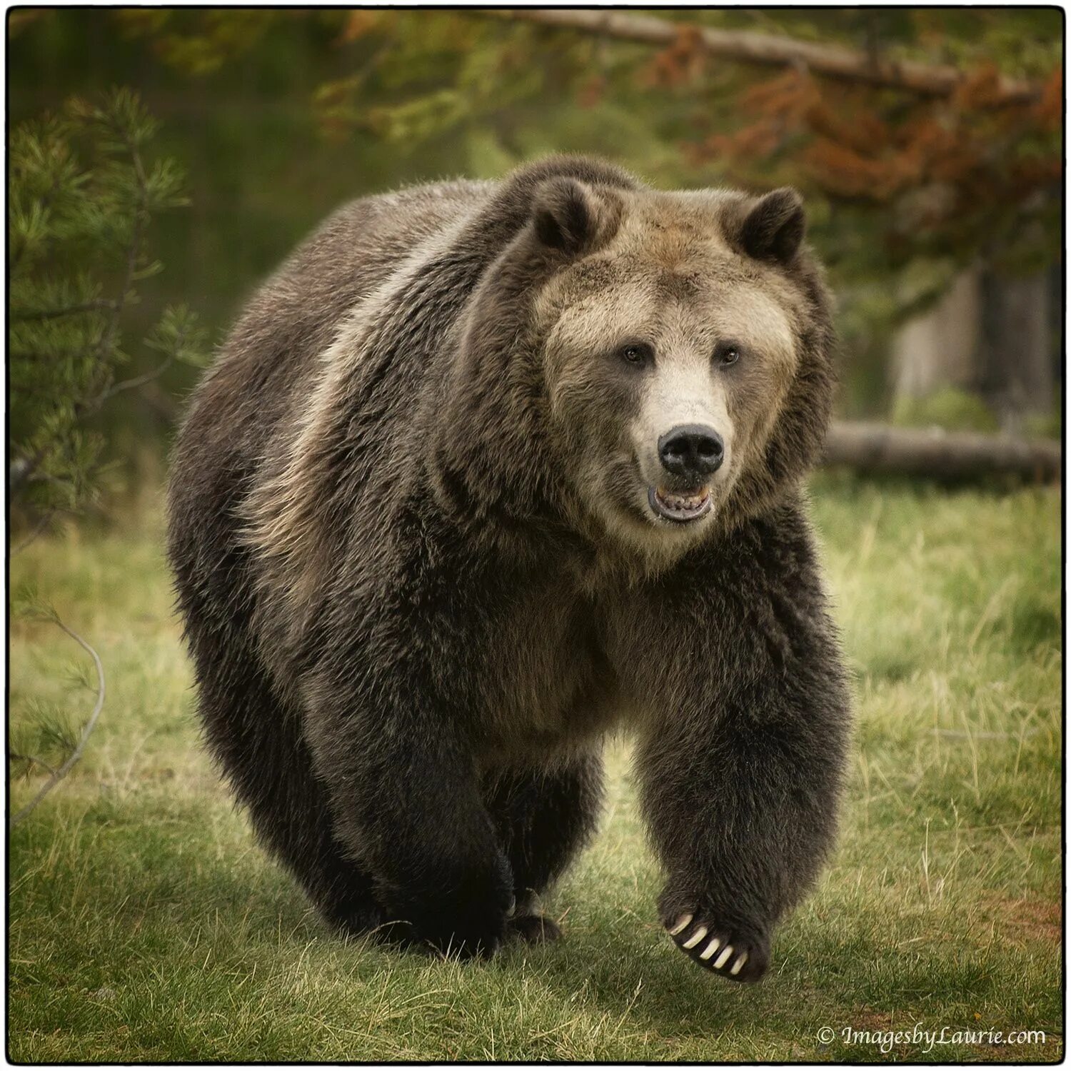 Run run bear