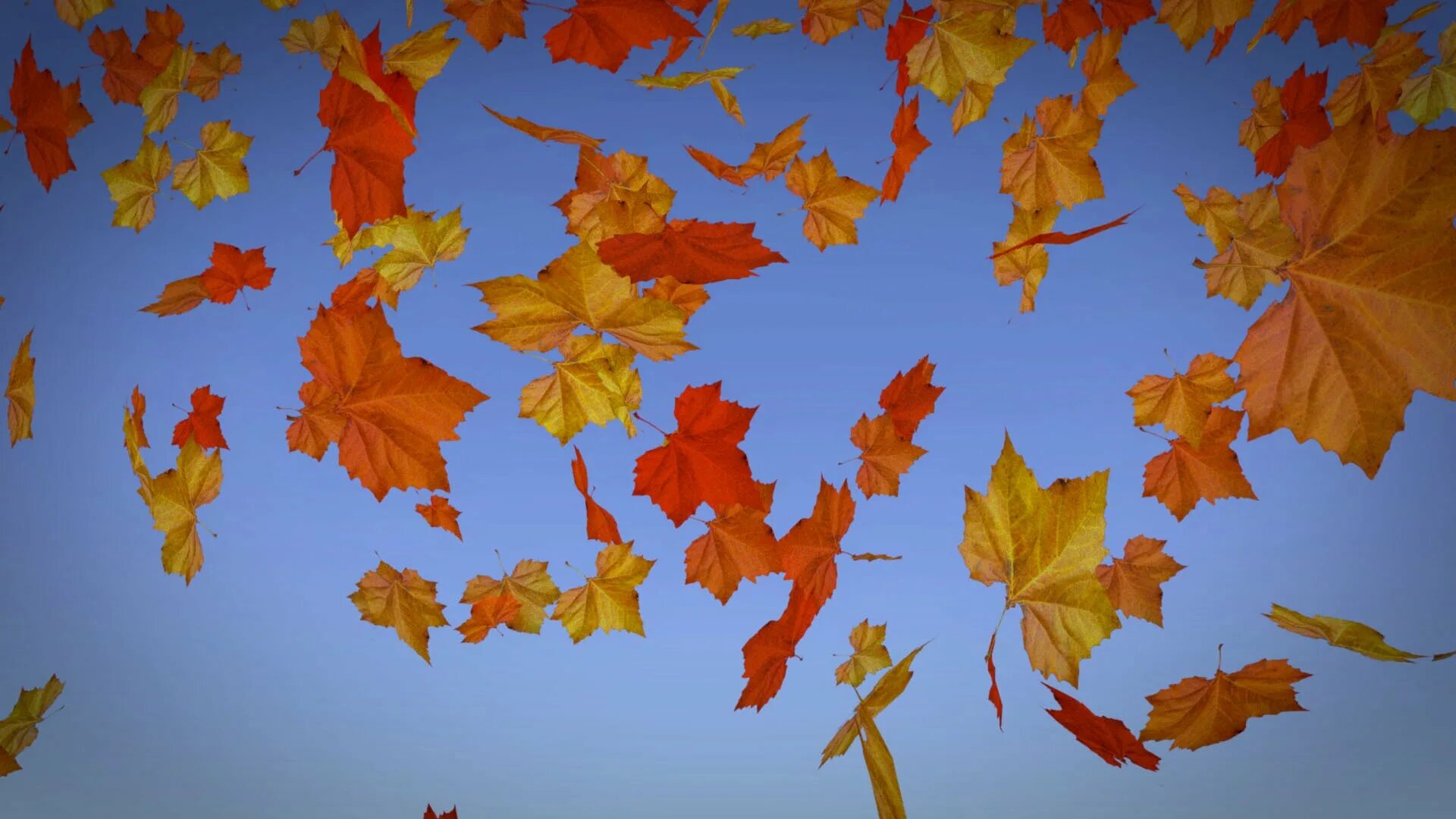 Книга падают листья. Падающие листья. Падающие осенние листья. Осень падают листья. Осенний листопад анимация.