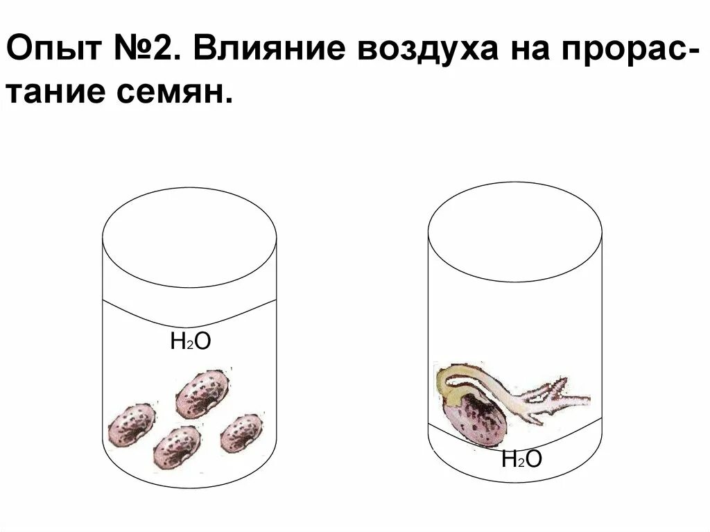 Презентация условия прорастания семян. Влияние воздуха на прорастание семян опыт. Воздух для прорастания семян. Влияние воды и воздуха на прорастание семян. Опыт для прорастания семян необходим воздух.