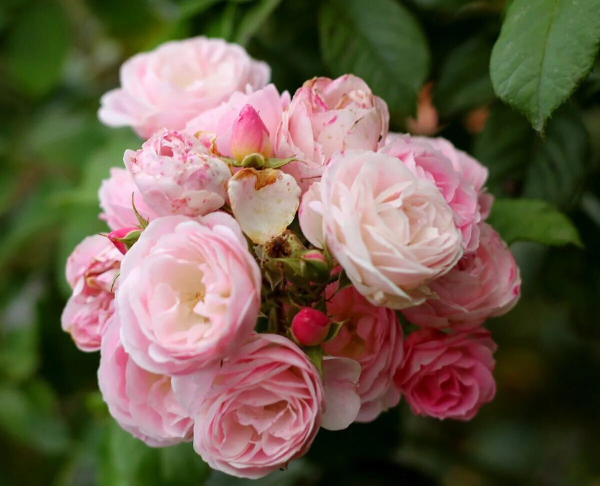 Букет парфе bouquet parfait. Роза гибрид мускусный `буке парфэ`. Буке парфе. Роза гибрид мускусный `буке парфэ`. Буке парфе.