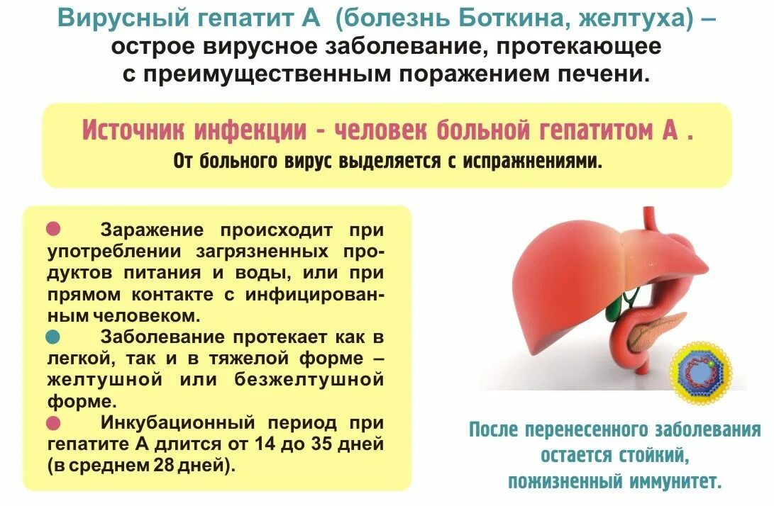 Лечение инфекционного гепатита. Профилактика заболевания гепатит b. Вирусные болезни печени (гепатит).. Гепатит а болезнь Боткина.