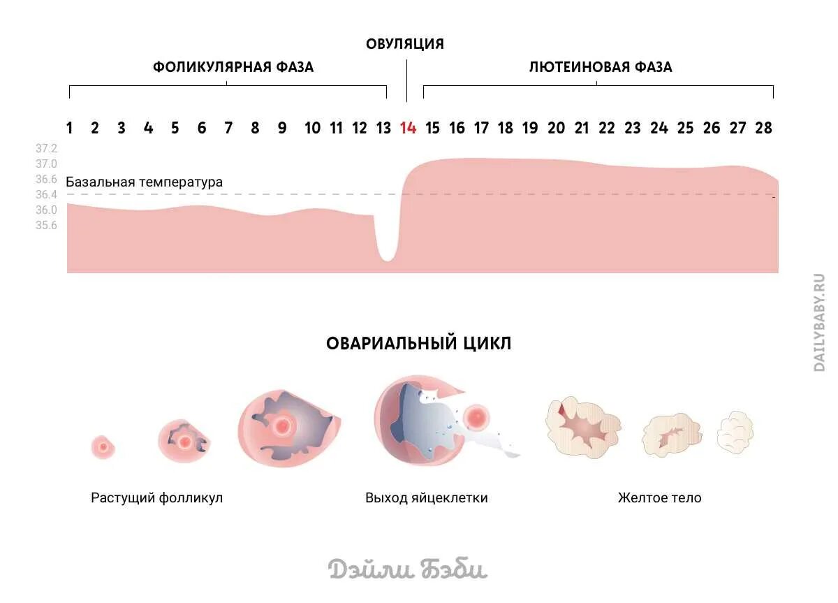 Овуляция это. Признаки овуляции. Овуляция схема