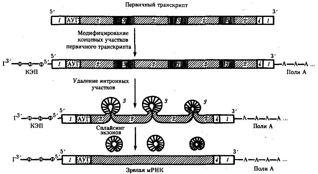 Процессинг информационной РНК У эукариот. Структура матричной РНК эукариот. Строение ИРНК эукариот. Созревание матричной РНК.