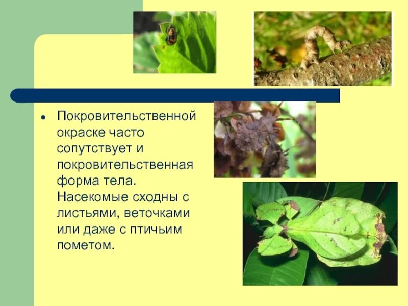 Возникновение покровительственной окраски у куропатки можно объяснить