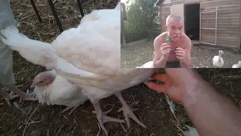 Можно ли индюшатам