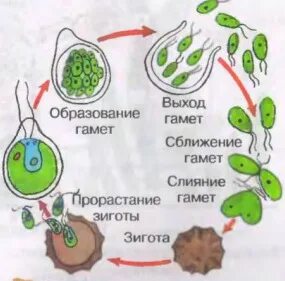 Бесполое размножение споровых растений
