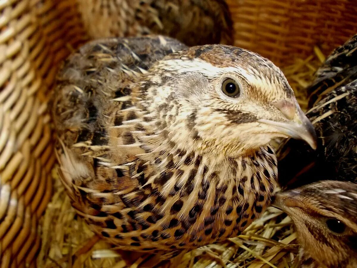 перепелка 2