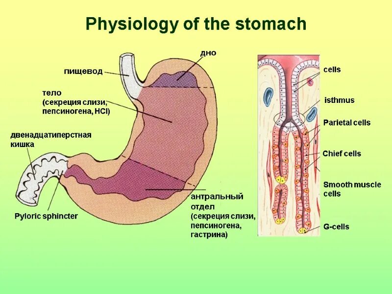 Строение 12 перстной кишки и желудка. Клетки пилорического отдела желудка. Клетки слизистой оболочки желудка секретируют. Париетальные клетки слизистой оболочки желудка секретируют. Области жкт