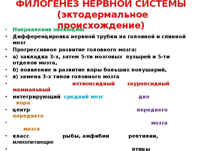 Филогенезом называется. Филогенез это в биологии кратко. Теория филогенеза. Филогенез доклад. Филогенез реферат.