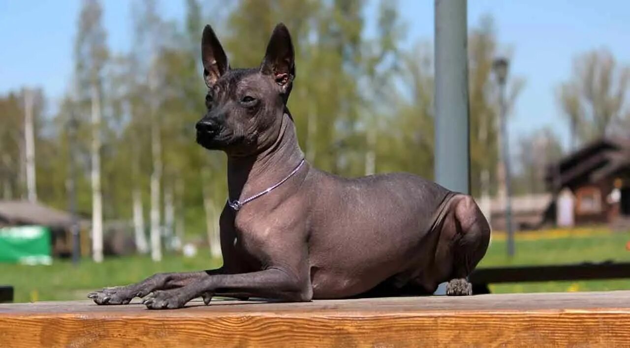 coffeenuts Chinese crested dog, Chinese crested, Hairless dog