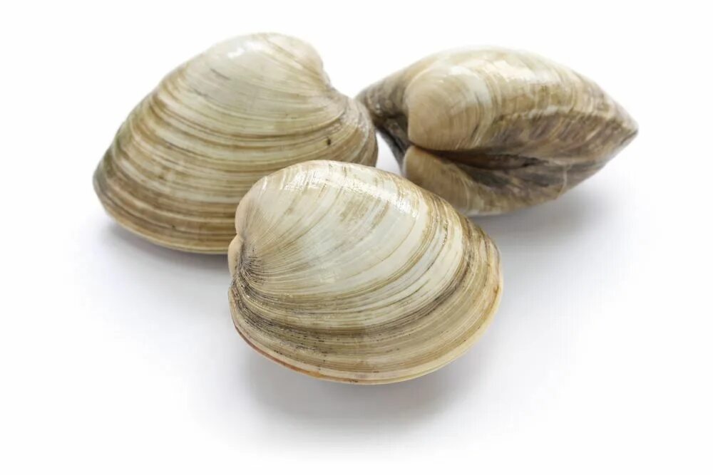Clam cat