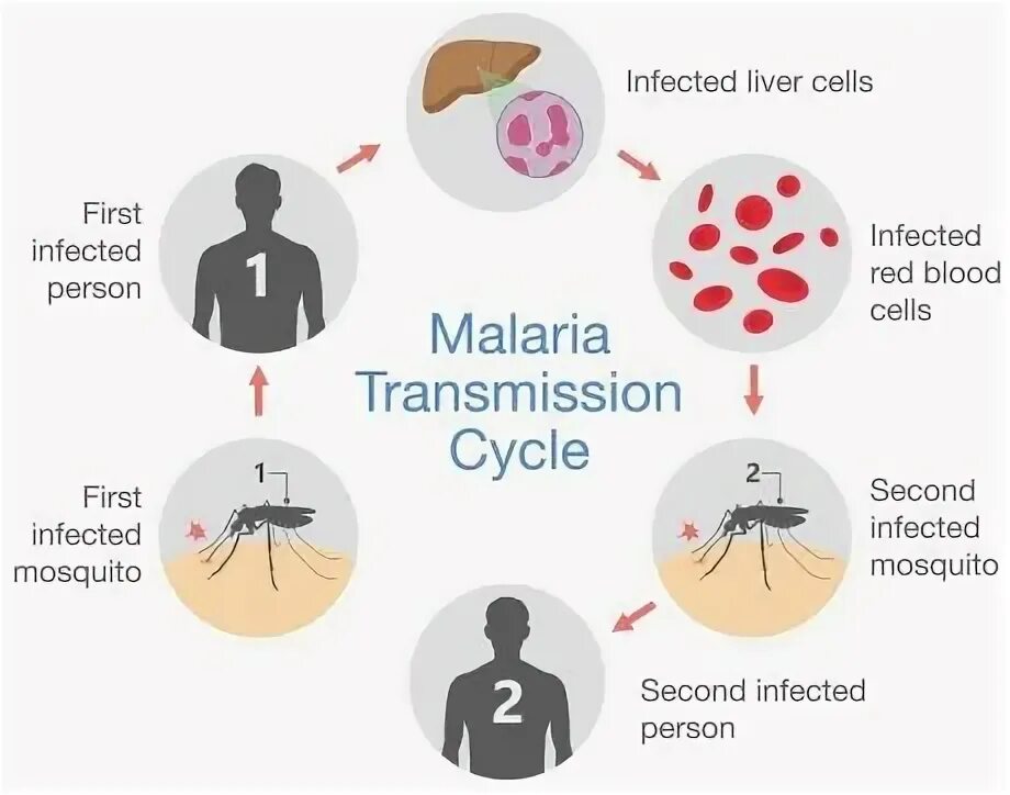 Reduce disease. Механизм передачи малярийного плазмодия. Малярийный плазмодий профилактика заболевания. Малярия механизм передачи инфекции.