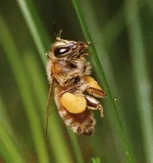 Honey bee pollen