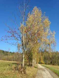 Какого цвета береза