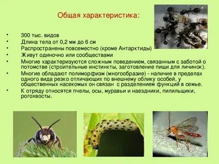 Перепончатокрылые насекомые характеристика