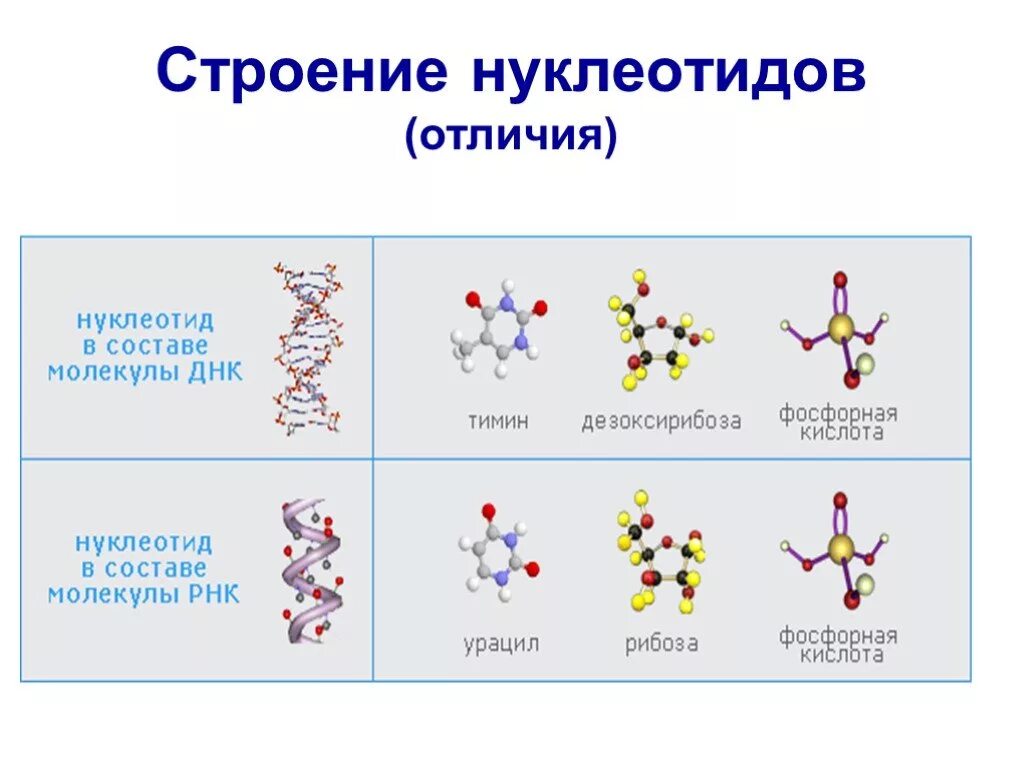 Строение ДНК И РНК структура нуклеотида. Схема нуклеотида ДНК И РНК. Схема строения нуклеотида ДНК. Структура нуклеотида ДНК И РНК. Нуклеиновые кислоты состоят из молекул