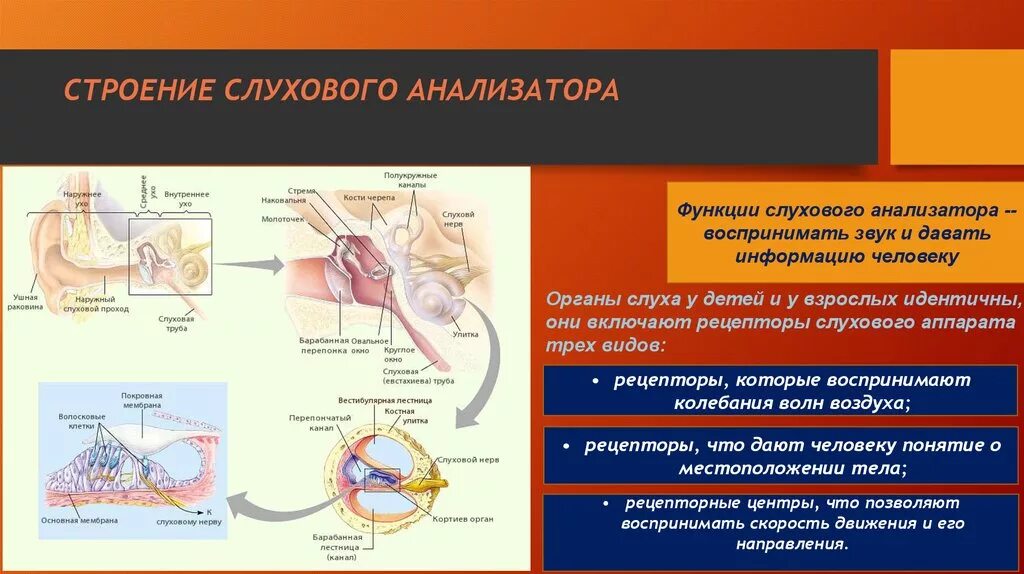 Какие отделы входят в анализатор. Слуховой анализатор Рецептор таблица. Слуховой аппарат анатомия и физиология. Строение рецепторов слухового анализатора. Структура строение функции слухового анализатора.