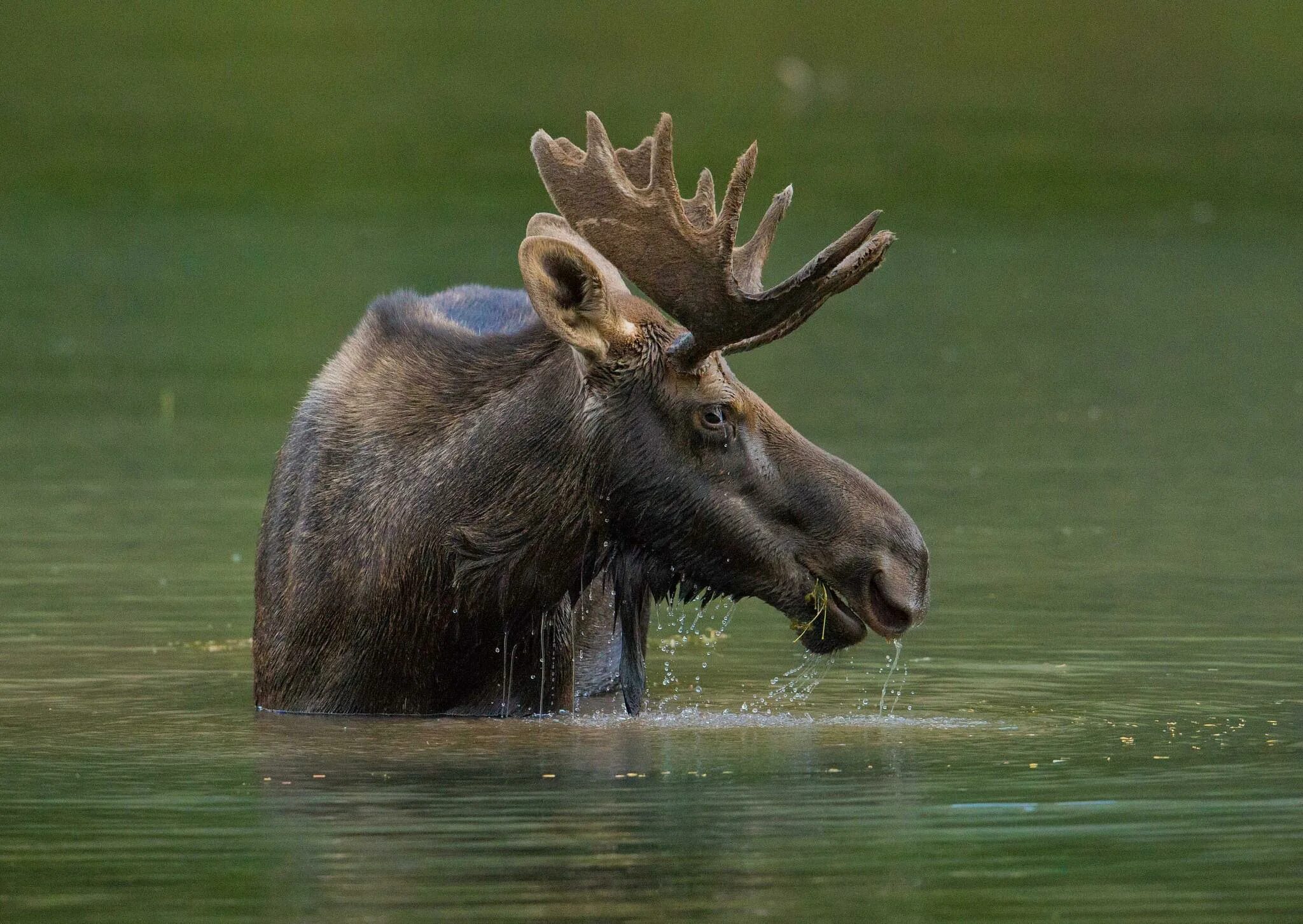 Европейский Лось alces alces. Сохатый Лось Байкал. Камчатский Лось. Лось в Марий Эл. Лось плывет