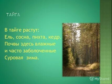 В тайге растут