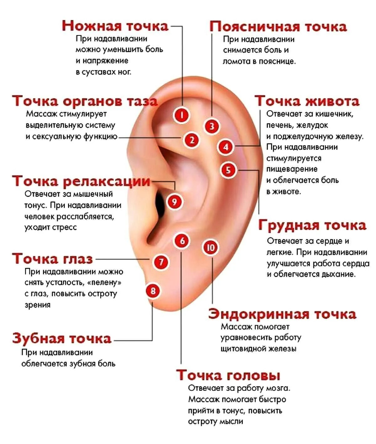 Какие точки зрения на причины и способы. Акупунктурные точки ушной раковины. Точки акупунктуры на ушной раковине. Ушная раковина точки акупунктуры органов. Активные точки на ушной раковине для массажа.