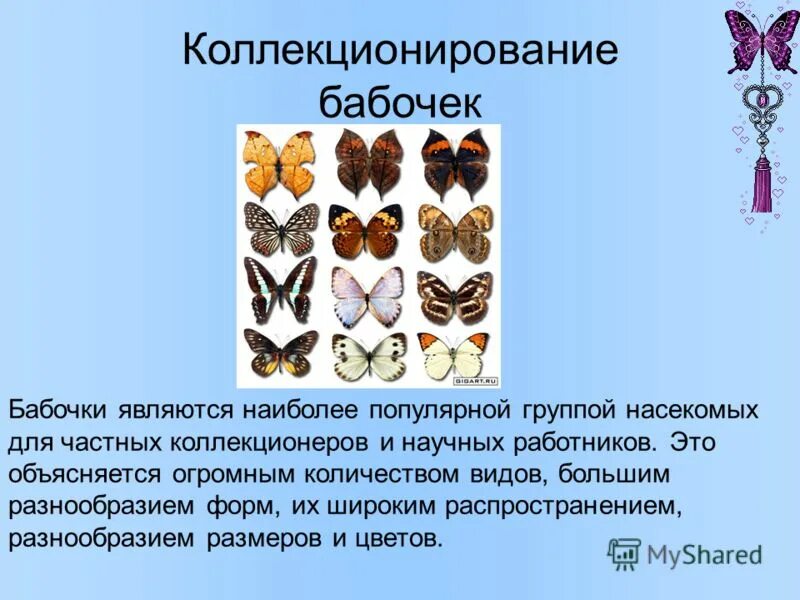 Бабочек какое число. Коллекционирование насекомых презентация. Коллекционировать бабочек. Бабочки теплокровные. Коллекционер бабочек.