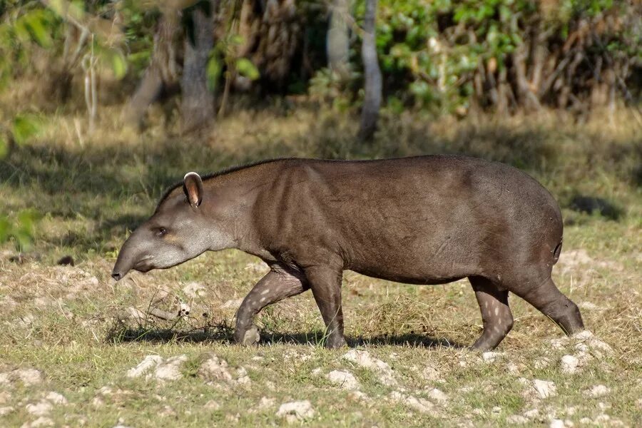 Бегемот парнокопытное или непарнокопытное. Чепрачный тапир. Тапир в Южной Америке. Горный тапир непарнокопытные. Бразильский тапир.