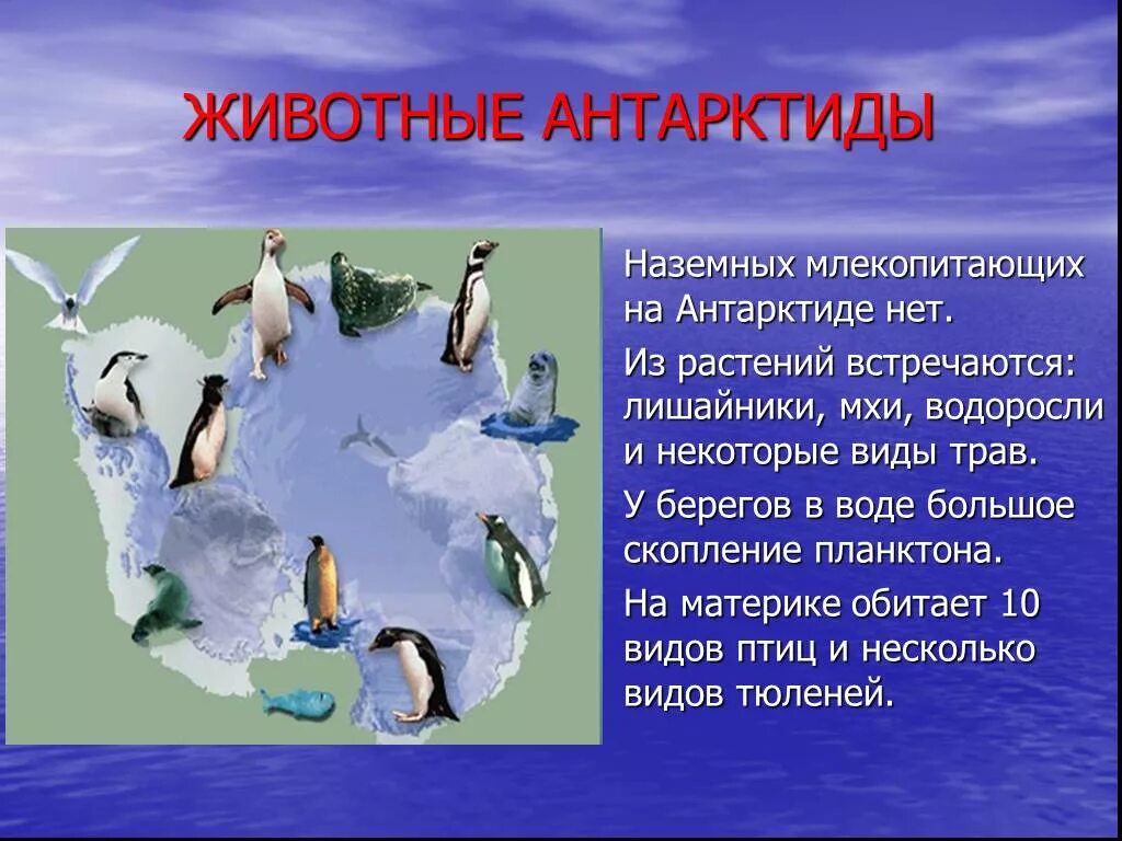 обитатели антарктиды для детей. ареал обитания касаток. антарктида для дошкольников. животные материков антарктида. животными мир антарктиды".