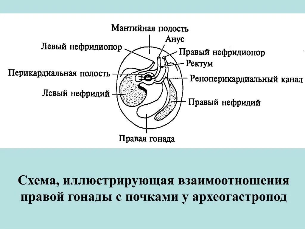 Органы размножения открываются в мантийную полость. Строение мантийной полости. Мантийная полость функции. Какие органы находятся в мантийной полости. Что расположено в мантийной полости.