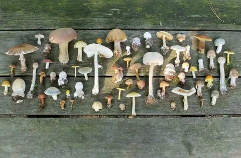 Collecting mushrooms