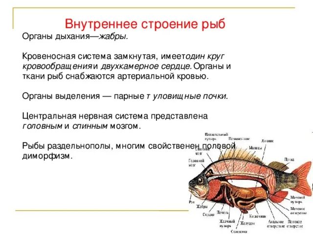 Жизнедеятельность рыб 7 класс. Конспект по биологии внутреннее строение рыб 7 класс. Внутренние признаки рыб. Особенности внутреннего строения рыб 7 класс биология. Внутреннее строение костных рыб таблица.