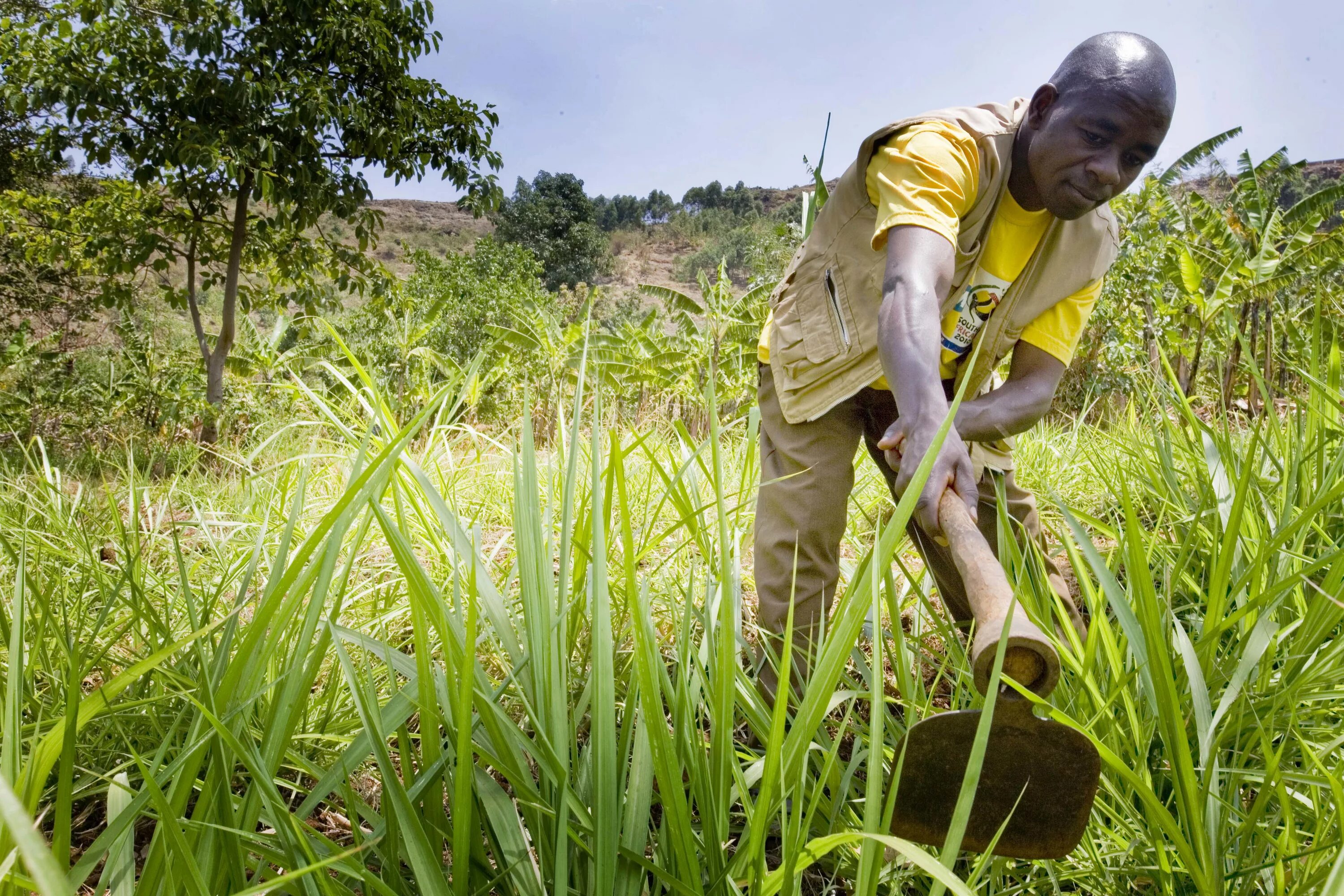 Africa grows. Сельское хозяйство Африки. Уганда сельское хозяйство. Растениеводство Африки. Растениеводство в Африке фото.