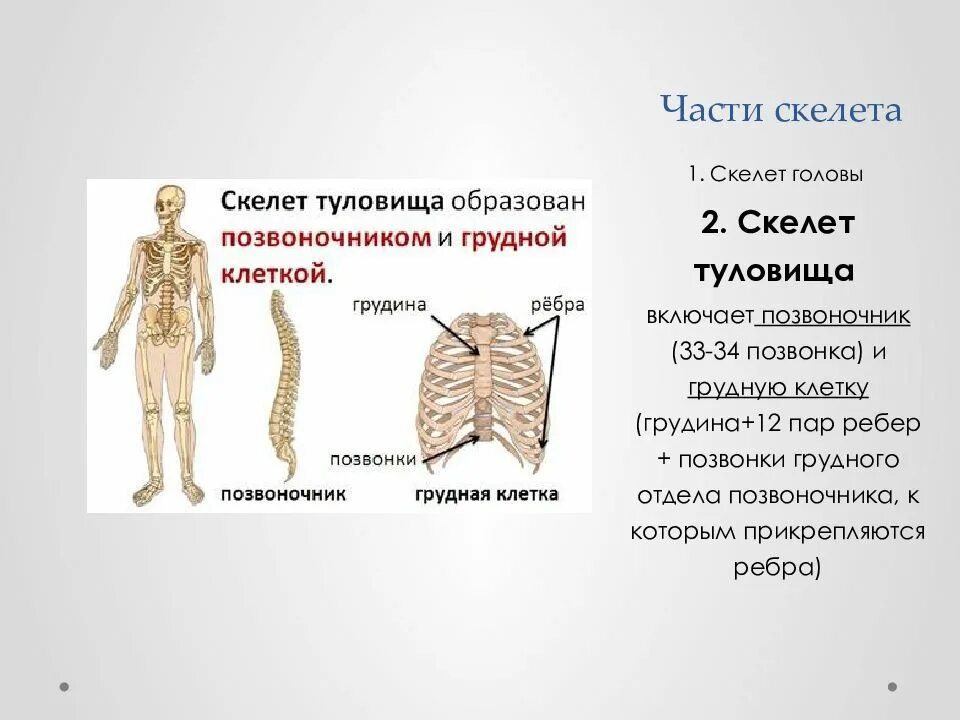 Грудина является частью скелета