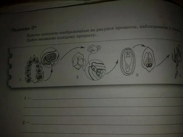 Схема какого природного процесса изображена на рисунке. Опишите процесс изображенный на рисунке. Назовите процессы изображенные на рисунке. Опишите рисунок назовите процесс. Составьте сообщение о развитии семени используя рисунок.