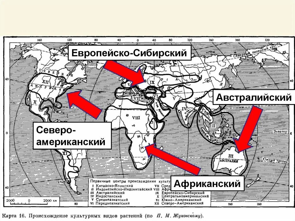 Европейско-Сибирский центр происхождения культурных растений. Центральноамериканский центр происхождения культурных растений. Центры происхождения культурных растений по Вавилову карта. Вавилов центры происхождения культурных растений. Сколько центров происхождения культурных