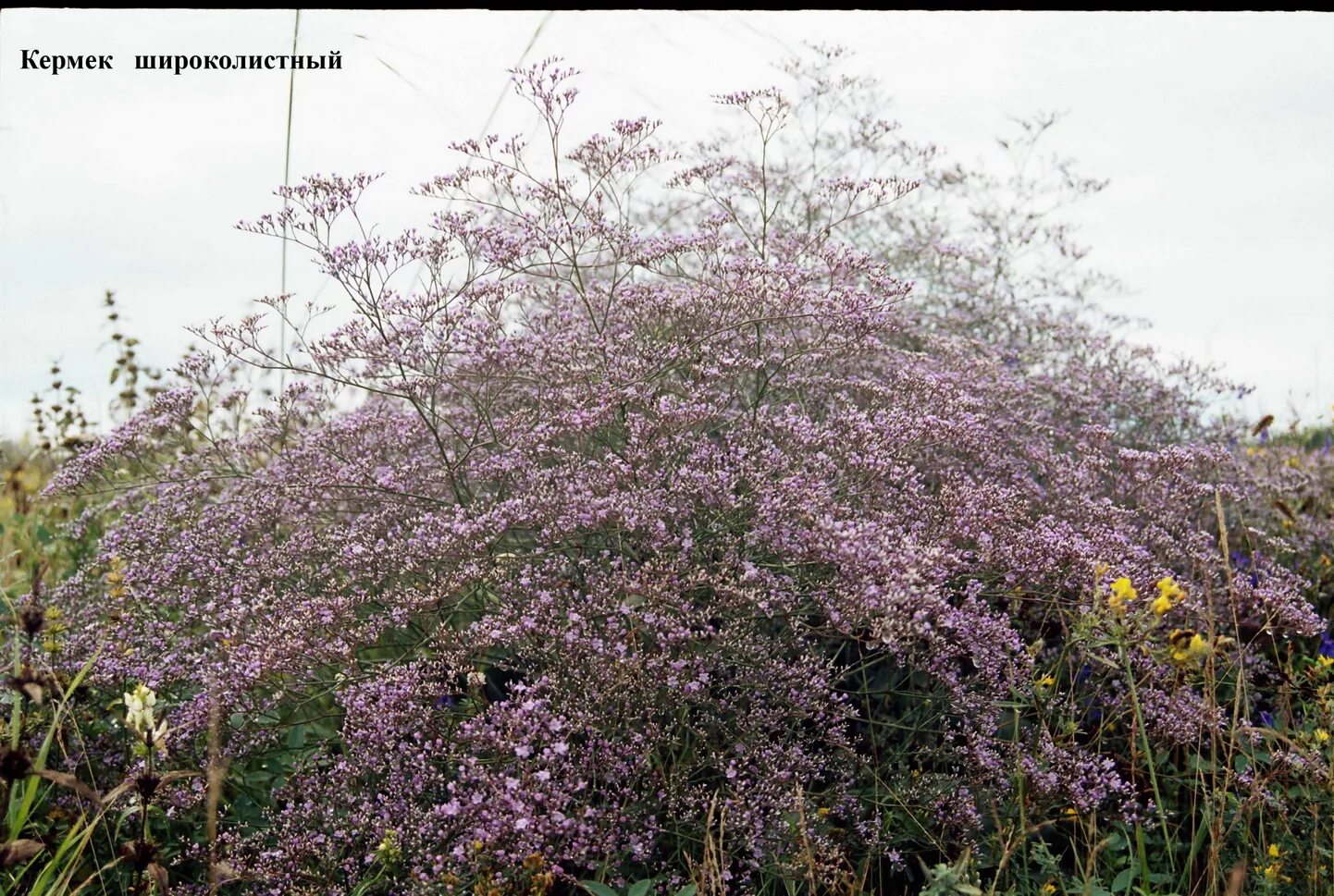 Кермек широколистный. Кермек куст. Кермек татарский. Кермек Limonium latifolium. Купить кермек татарский