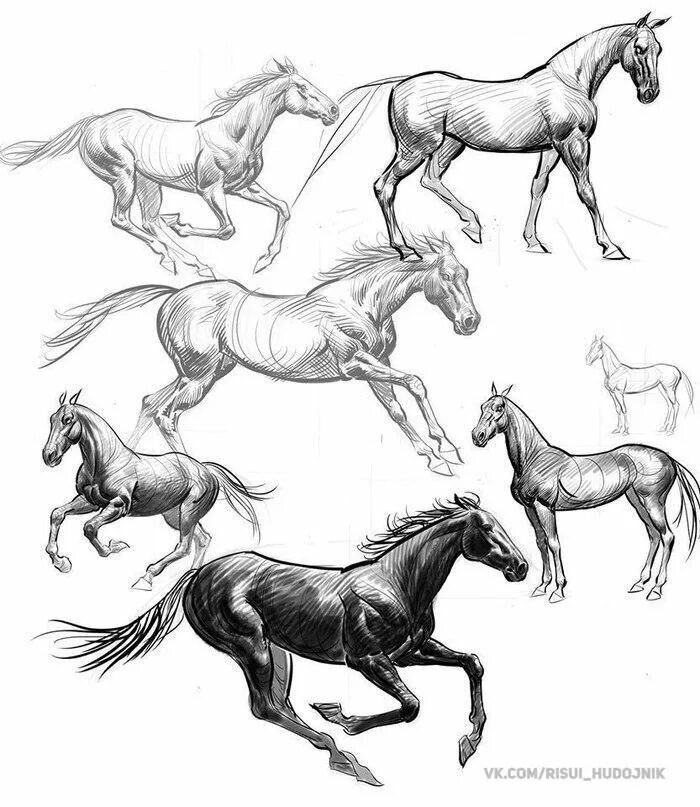Лошади. Бегущая лошадь сбоку референс. Набросок бегущей лошади. Раскраска. Нарисовать лошадь карандашом.