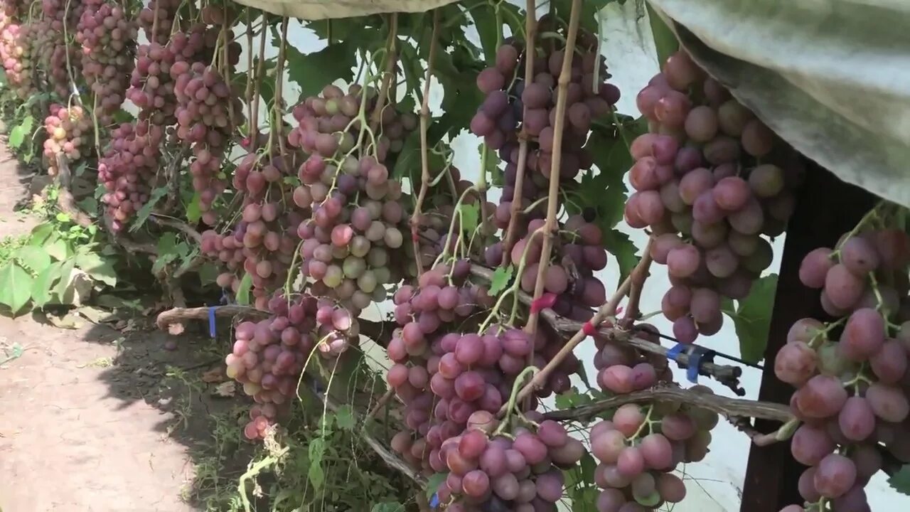 Виноград дюжина описание сорта фото