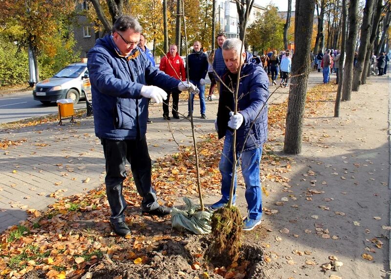 Высадка аллеи деревьев