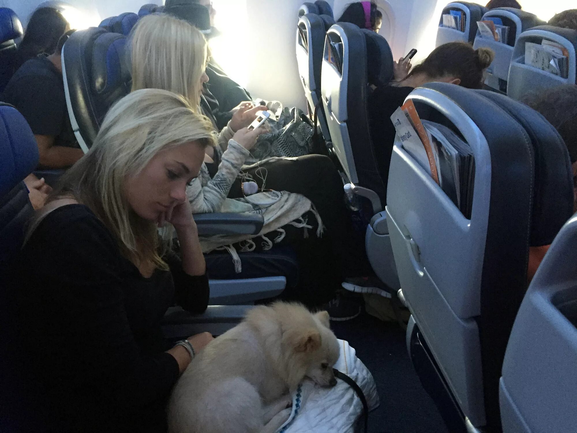 Победа перевозка животных. Собака в самолете. Животное в салоне самолета. Собака в салоне самолета. Перевоз животных в самолете.