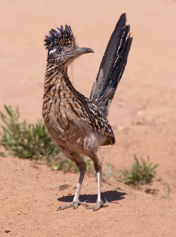 File:Sagittarius serpentarius -Kalahari-8-4c.jpg - Wikipedia