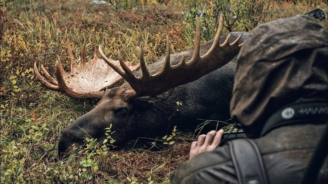 Востоков лось. Лось Сохатый гигант. Самый большой Лось. Гигантский Лось. Самый крупный Лось в мире.